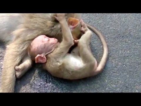 Baby Monkey Wails And Weeps Over The Body Of Dead Mother Youtube