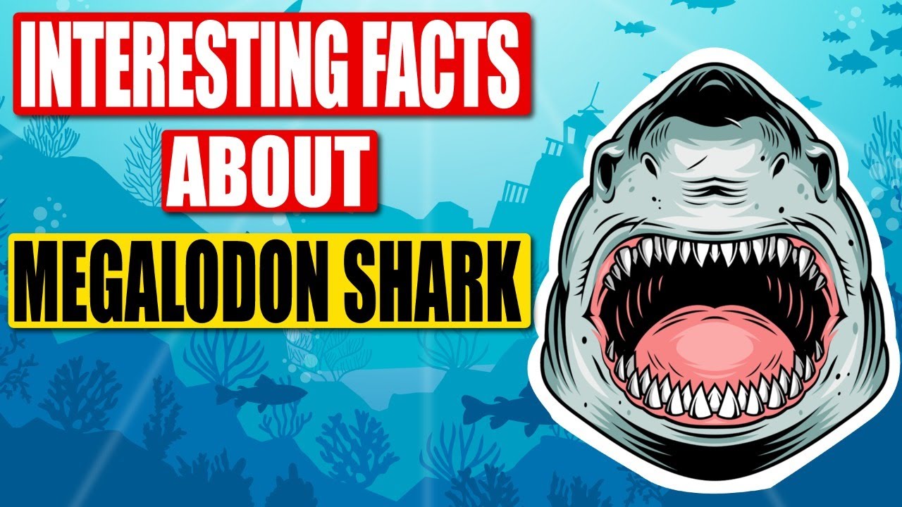 Megalodon The Largest Shark In The World. Interesting Facts