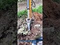 Excavator Pulls Tree Roots Heavy Machinery at Wor