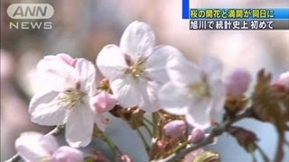 桜の開花と満開が同日に　旭川で統計史上初めて（12/05/02）