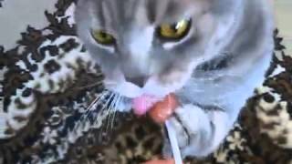 Gato Chupando Pirulito