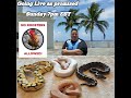 BBM Reptiles Live Stream First of 2021