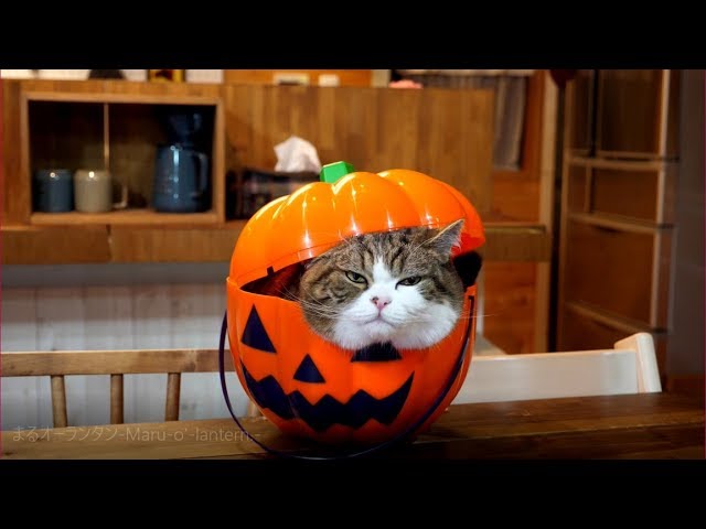 まるオーランタン。-Maru o lantern.-