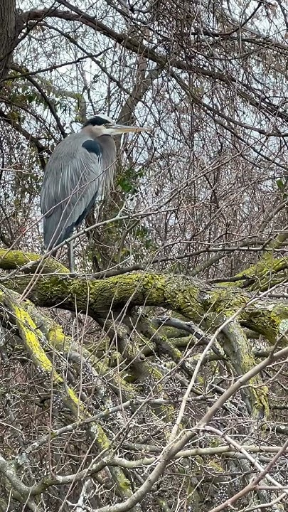 the-great-blue-heron-in-ohio-in-december-youtube