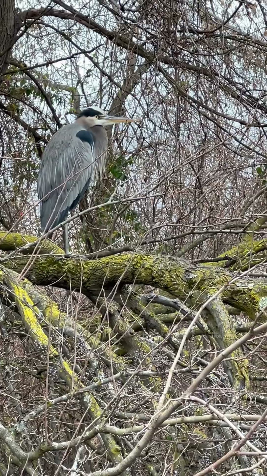 The Great Blue Heron In Ohio In December YouTube The Great Blue Heron In Ohio In December YouTube