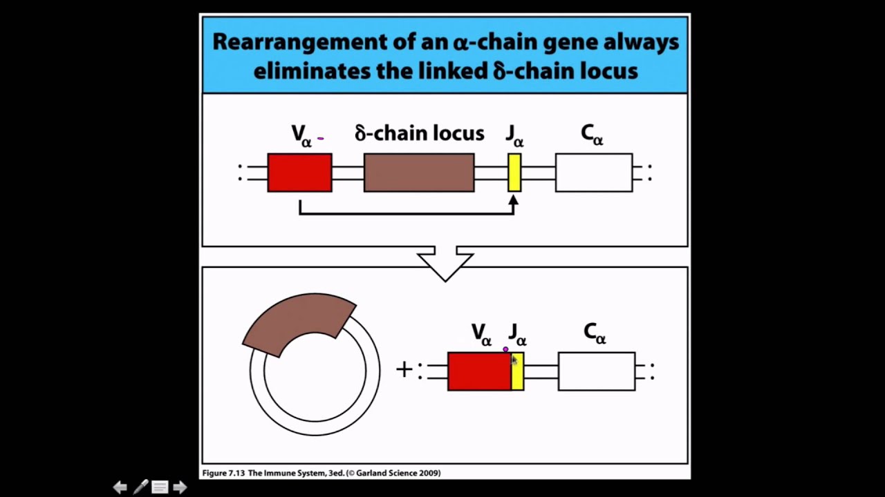 Immunology: T Cell development and differentiation - YouTube