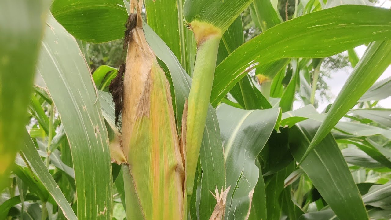 मका पीक लागवड तंत्रज्ञान - वेळेत नियोजन केले तर उत्पादन मध्ये वाढ १००% होते.✍️🌽