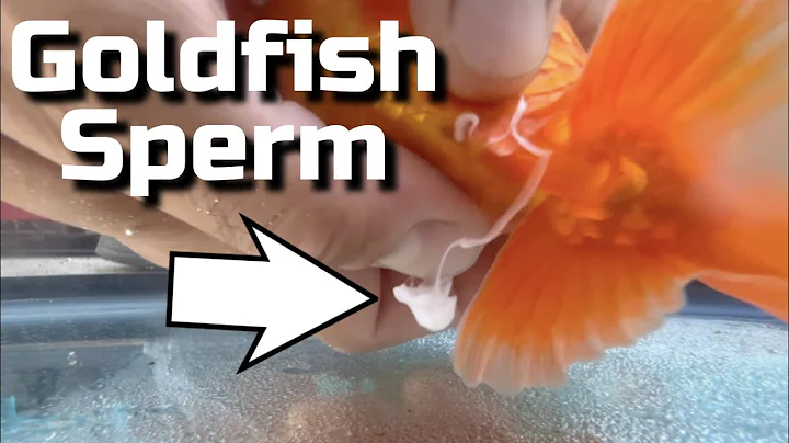 My Goldfish Laid Eggs! - Hand Spawning Goldfish Breeding Guide - DayDayNews
