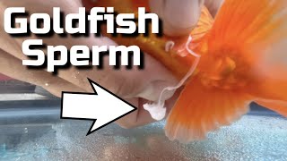 My Goldfish Laid Eggs!  Hand Spawning Goldfish Breeding Guide