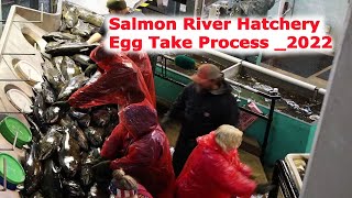 Salmon River Hatchery _Egg -take & Fertilization Process _10-12-2022#salmon #salmonfishing #fishing