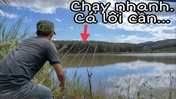 Kéo cá đã tay với mồi Lăng Xê câu cá chép sông vào MÙA ĐÔNG cực kỳ hiệu quả.