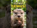 Animal dacumenty videos cute Animals