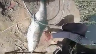 صيد السمك  بلسناره  لعيون الغوالي