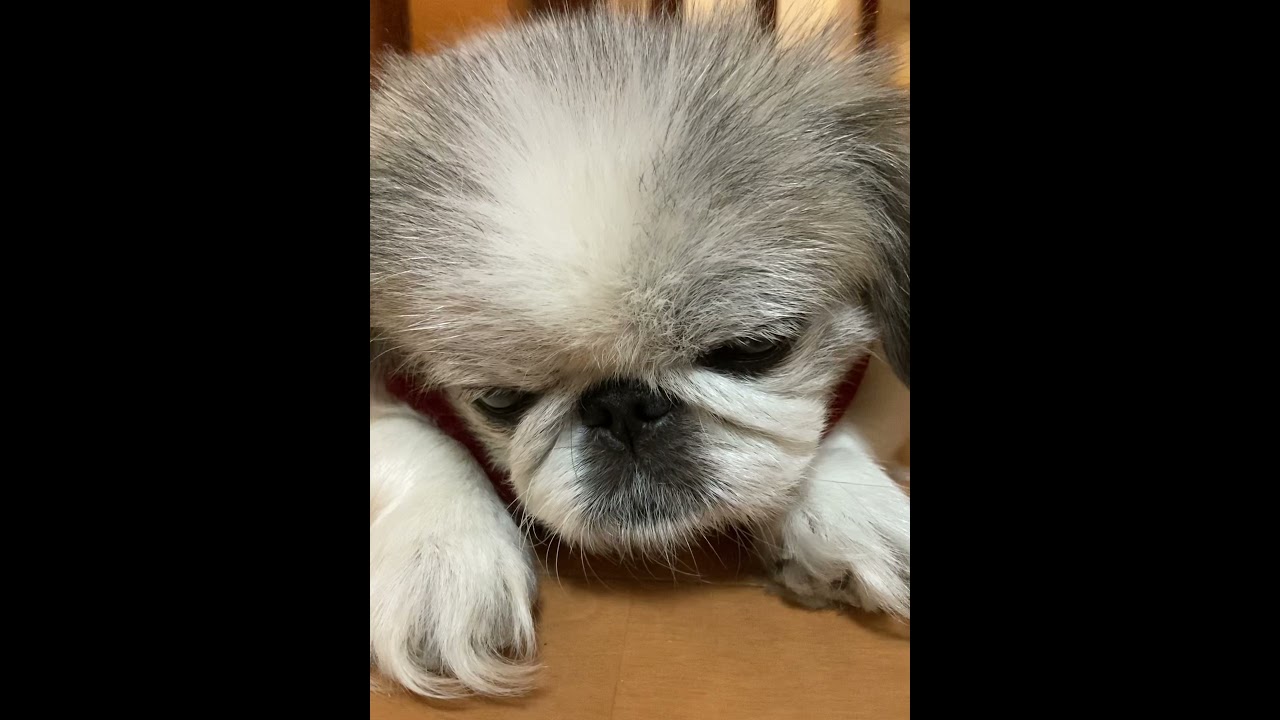 散歩を察して寝たふりをする犬 ペキニーズ Youtube