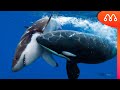 ORCA vs TUBARÃO: QUEM VENCE ESSA BATALHA? Orca x Shark White fight