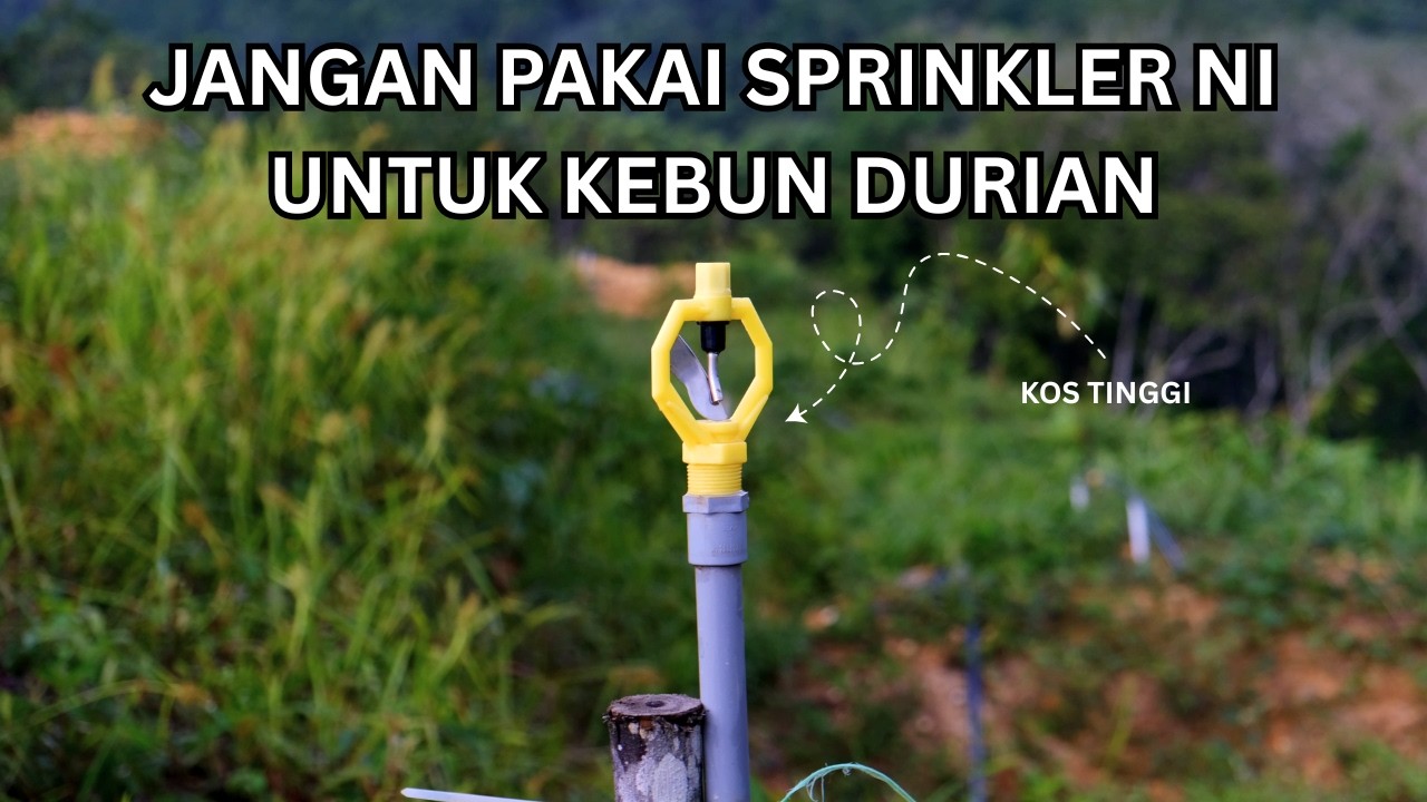 Jangan Buat Silap Macam Ni Semasa Setup Kebun Durian Baharu