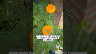 कर्म - the silent justice of nature ⚖️ #karma #justice #nature #thoughts #viral #ytshorts