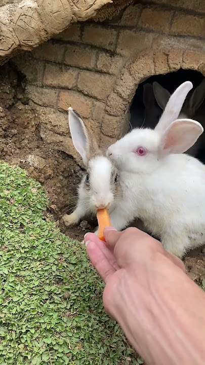 Kasih makan kelinci, kelinci makan wortel #kelinci #rabbit #kelincilucu