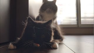 オモチャの取り合いで子猫を騙す猫 ノルウェージャンフォレストキャット A cat that tries to insult a kitten