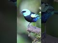 Blue-necked Tanager #shorts