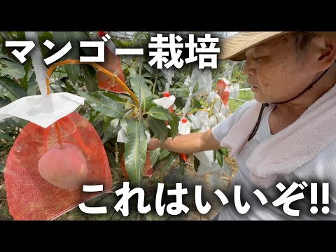 Mango harvest is near! We changed the cultivation method and the