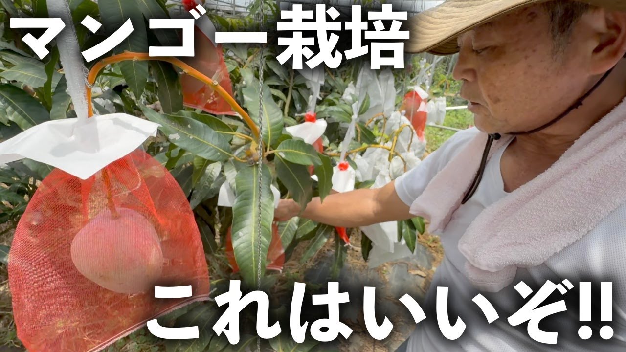 マンゴー収穫間近！栽培の方法をこう変えてとても良くなった！！！【糸満フルーツ園けんちゃん 上原賢俊】