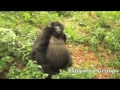 Volcanos National Park - the Sabyinyo Group of Mountain Gorillas