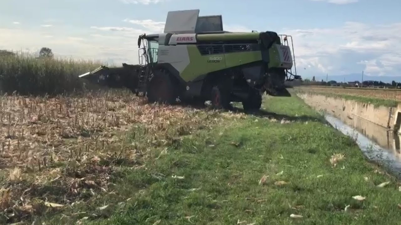 PASTONE BELLIA (MAIALINO ROSA) 2021 WITH CLAAS LEXION 5400 | ALBANESE