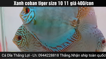 Cá dĩa xanh coban tiger tại Cá Dĩa Thắng Lợi | CÁ DĨA ĐẸP PHẦN 14 | DISCUS BLUE COBAN