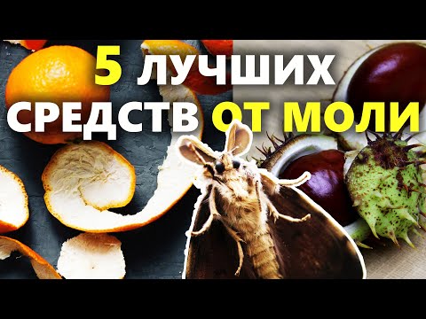 5 простых способов вывести моль | Как избавиться от моли в доме, в квартире и в шкафу