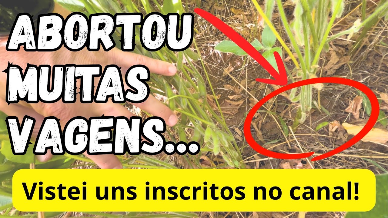 SERÁ QUE ESSA SOJA SE RECUPERA UM POUCO??