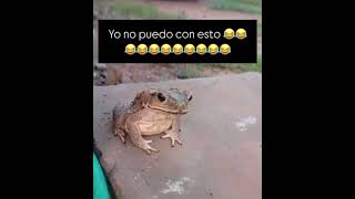 Un sapo 🐸 domesticado un sapo enamorado mi mascota fiel 🥹