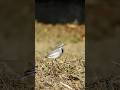 Charming Wagtail Walks, Tail Ticking With Every Step