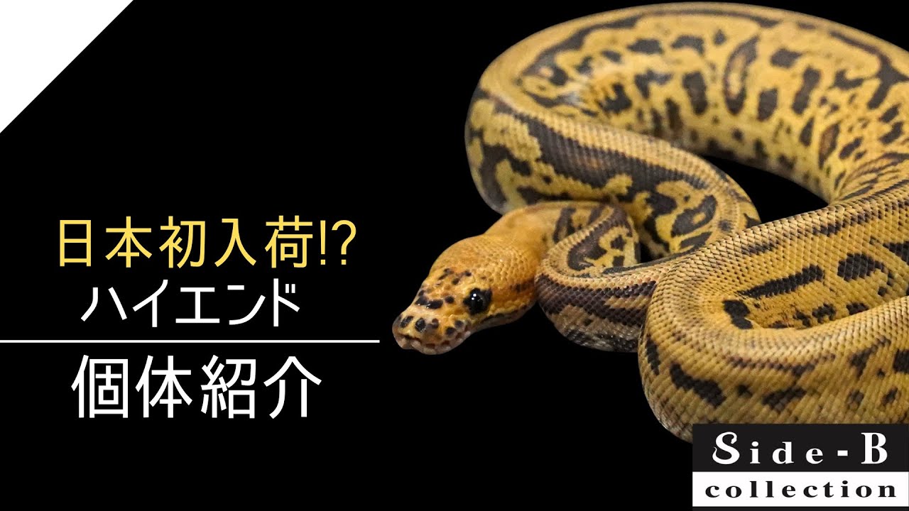 Side-B Collection】ハイエンド個体紹介【ボールパイソン】 - YouTube