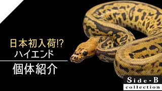 Side-B Collection】ハイエンド個体紹介【ボールパイソン】 - YouTube