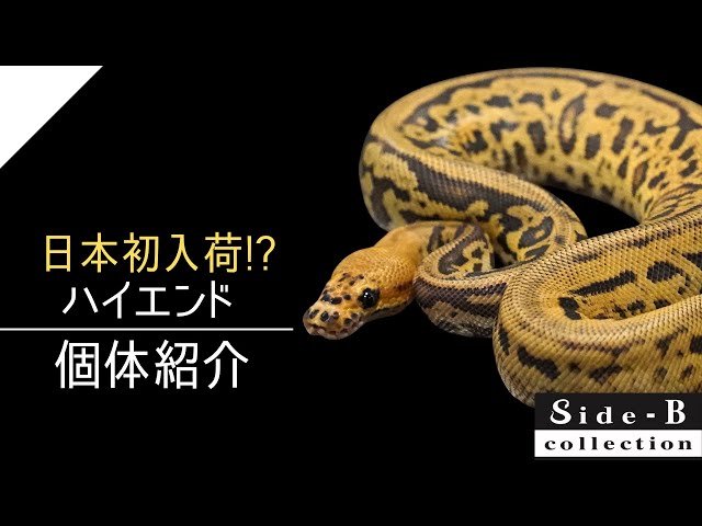 Side-B Collection】ハイエンド個体紹介【ボールパイソン】 - YouTube