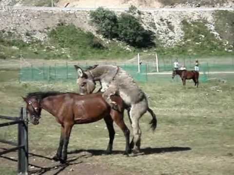 Horse and donkey mating - At ve eşek çiftleşme - High quality