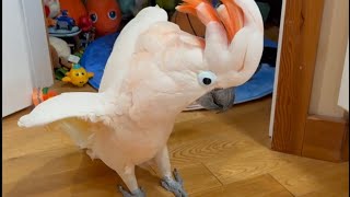 Showing Us A Little Barney Style, Oh Look A Guitar