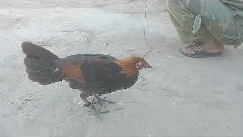 ເບິ່ງລູກໄກ່ປ່າsaib qaib qua zoo2 nkauj