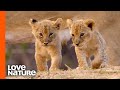 The "Misfit" Lion Cub Tries to Bond with Younger Brothers