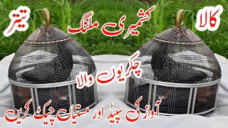 Black Francolin Teetar Kashmiri Malang Chkrio Wala Sapitar Mastal/KalaTeetar Ki Awaaz.Teetar voice