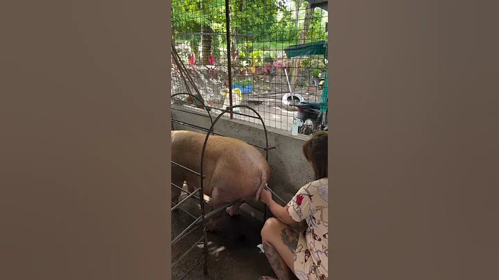 pig heat medic #pig #pigfeed #pigbreeding #farming #hogger #pigfarming #animals #piggy #pigdiet