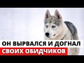 В Новой Москве изверги ПОДОЖГЛИ собаку