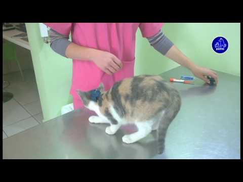 Video: Bezdlaka Mačka Tješi Pacijente Kućne Ljubimce U Veterinarskoj Klinici
