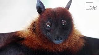 Interesting facts about flying fox by weird square