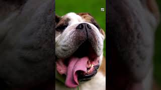 Quick Bull Terrier Facts  The Eggheaded BULLFIGHTER  Animal a Day #shorts #animals