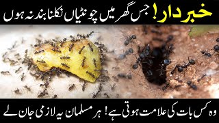 Unraveling The Mystery Of Persistent Ants In Your Home: A Tale Of Islamic Wisdom And Anecdotes