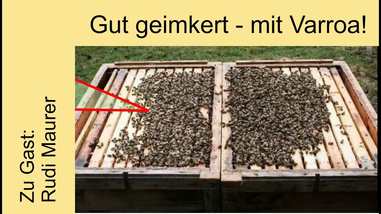 Gut geimkert - mit Varroa! Eine Betriebsweise