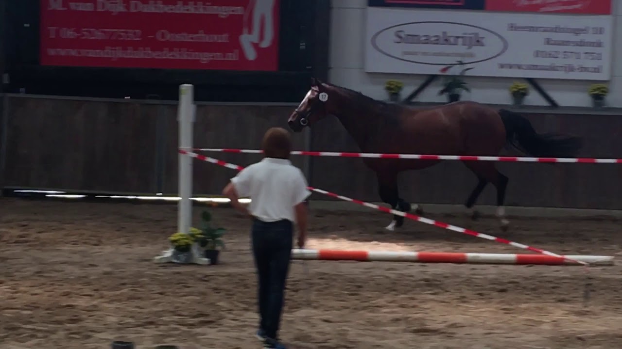 Stamboek Keuring Korona