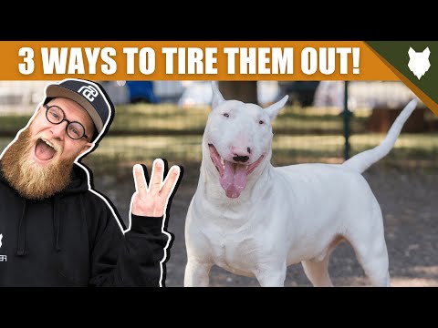 3 Tips To Tire Out Your BULL TERRIER Puppy